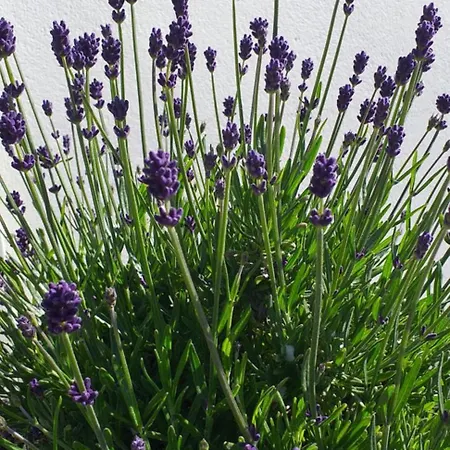 Lavender Lane