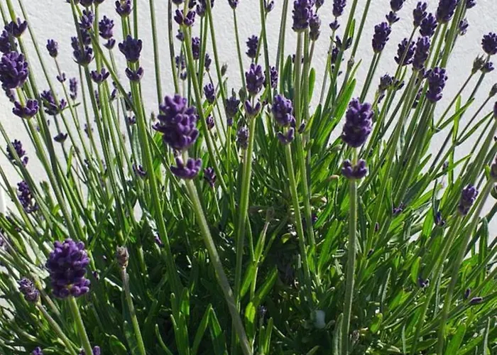 Lavender Lane